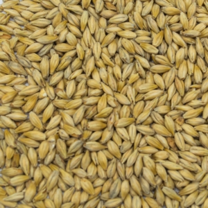 Barley