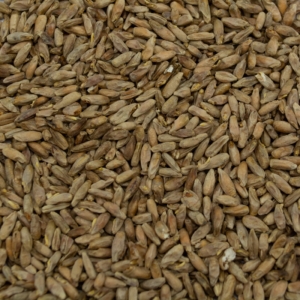 Rye